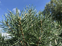 В Твери проходит Всероссийская акция «Сохраним лес»